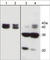 Actin Alpha 1, Skeletal Muscle antibody, AP1651, ECM Biosciences, Western Blot image 