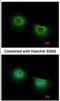 ST3 Beta-Galactoside Alpha-2,3-Sialyltransferase 3 antibody, NBP2-20491, Novus Biologicals, Immunocytochemistry image 