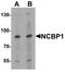 Nuclear Cap Binding Protein Subunit 1 antibody, LS-B10118, Lifespan Biosciences, Western Blot image 