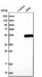 Hepsin antibody, NBP1-86931, Novus Biologicals, Western Blot image 