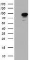 Phosphoinositide 3-kinase adapter protein 1 antibody, TA501760, Origene, Western Blot image 