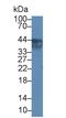 Uroplakin 3A antibody, LS-C718768, Lifespan Biosciences, Western Blot image 