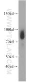 Thioredoxin Reductase 3 antibody, 19517-1-AP, Proteintech Group, Western Blot image 