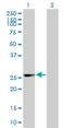 Isopentenyl-Diphosphate Delta Isomerase 1 antibody, H00003422-B01P, Novus Biologicals, Western Blot image 