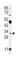 Apolipoprotein D antibody, abx033389, Abbexa, Western Blot image 