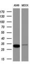 Ras Association Domain Family Member 5 antibody, MA5-25438, Invitrogen Antibodies, Western Blot image 