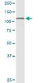 Heterogeneous Nuclear Ribonucleoprotein U Like 1 antibody, H00011100-D01P, Novus Biologicals, Western Blot image 