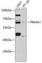 Protein Kinase AMP-Activated Catalytic Subunit Alpha 1 antibody, 13-948, ProSci, Western Blot image 
