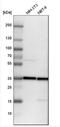 Thioredoxin Like 1 antibody, NBP1-86899, Novus Biologicals, Western Blot image 