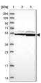 Suppression Of Tumorigenicity 5 antibody, NBP2-13391, Novus Biologicals, Western Blot image 