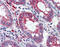 Integrin Subunit Beta 1 antibody, 48-073, ProSci, Enzyme Linked Immunosorbent Assay image 