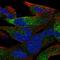Olfactomedin Like 2B antibody, HPA062739, Atlas Antibodies, Immunofluorescence image 