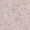 G Protein-Coupled Receptor 37 antibody, NBP2-49540, Novus Biologicals, Immunohistochemistry frozen image 