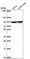 Zinc Finger Protein 341 antibody, NBP2-57823, Novus Biologicals, Western Blot image 