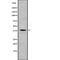 Putative trace amine-associated receptor 3 antibody, abx215702, Abbexa, Western Blot image 