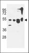 Autophagy Related 13 antibody, LS-B11831, Lifespan Biosciences, Western Blot image 