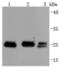 BCL2 antibody, NBP2-67182, Novus Biologicals, Western Blot image 