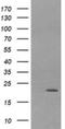 Leucine Zipper And CTNNBIP1 Domain Containing antibody, NBP2-45796, Novus Biologicals, Western Blot image 