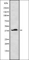 C-C Motif Chemokine Ligand 20 antibody, orb335073, Biorbyt, Western Blot image 