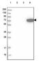 Arylsulfatase Family Member J antibody, PA5-57678, Invitrogen Antibodies, Western Blot image 