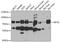 Kinesin Family Member 3A antibody, A6639, ABclonal Technology, Western Blot image 