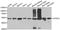 ATP Synthase F1 Subunit Alpha antibody, abx004513, Abbexa, Western Blot image 