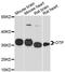 Orthopedia Homeobox antibody, LS-C748250, Lifespan Biosciences, Western Blot image 