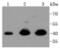 Erk1 antibody, NBP2-67373, Novus Biologicals, Western Blot image 
