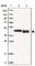 Thioredoxin-related transmembrane protein 4 antibody, HPA000399, Atlas Antibodies, Western Blot image 