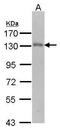 Ubiquitin carboxyl-terminal hydrolase 15 antibody, PA5-21589, Invitrogen Antibodies, Western Blot image 