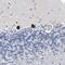 Transmembrane Protein 63C antibody, PA5-56532, Invitrogen Antibodies, Immunohistochemistry frozen image 