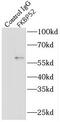 FKBP Prolyl Isomerase 4 antibody, FNab03142, FineTest, Immunoprecipitation image 