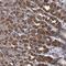 Dystrobrevin Binding Protein 1 antibody, NBP1-85299, Novus Biologicals, Immunohistochemistry frozen image 