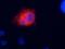 Potassium Voltage-Gated Channel Subfamily Q Member 1 antibody, 73-081, Antibodies Incorporated, Immunofluorescence image 