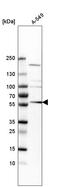 Tripartite Motif Containing 65 antibody, HPA021578, Atlas Antibodies, Western Blot image 