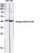 Histone Deacetylase 8 antibody, A01843S39-1, Boster Biological Technology, Western Blot image 