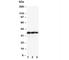 Erythropoietin antibody, R30106, NSJ Bioreagents, Western Blot image 