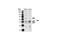 SHC Adaptor Protein 1 antibody, 2432S, Cell Signaling Technology, Western Blot image 