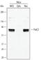 Forkhead box protein C2 antibody, AF5044, R&D Systems, Western Blot image 