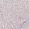 ATPIA antibody, PA5-62707, Invitrogen Antibodies, Immunohistochemistry frozen image 