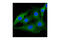 NEDD4 Like E3 Ubiquitin Protein Ligase antibody, 4013S, Cell Signaling Technology, Immunofluorescence image 