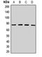 Zinc Finger Protein 408 antibody, orb412765, Biorbyt, Western Blot image 