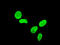 T-Box 3 antibody, LS-C133955, Lifespan Biosciences, Immunofluorescence image 