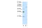 REST Corepressor 1 antibody, 29-023, ProSci, Western Blot image 