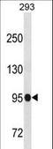 Scm Like With Four Mbt Domains 1 antibody, LS-C158954, Lifespan Biosciences, Western Blot image 