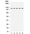 Tripartite Motif Containing 28 antibody, R32210, NSJ Bioreagents, Western Blot image 