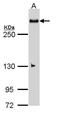 WNK1 antibody, PA5-28382, Invitrogen Antibodies, Western Blot image 