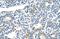 Zinc Finger Protein 786 antibody, NBP1-80405, Novus Biologicals, Immunohistochemistry frozen image 
