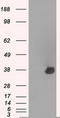 Aurora Kinase C antibody, LS-C114651, Lifespan Biosciences, Western Blot image 