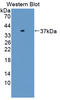 Torsin Family 1 Member A antibody, LS-C374892, Lifespan Biosciences, Western Blot image 